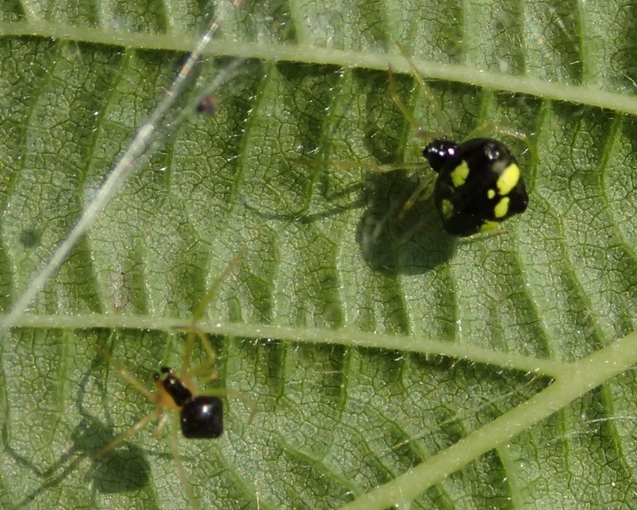 Theridula gonygaster maschio e femmina - Lughignano (TV)